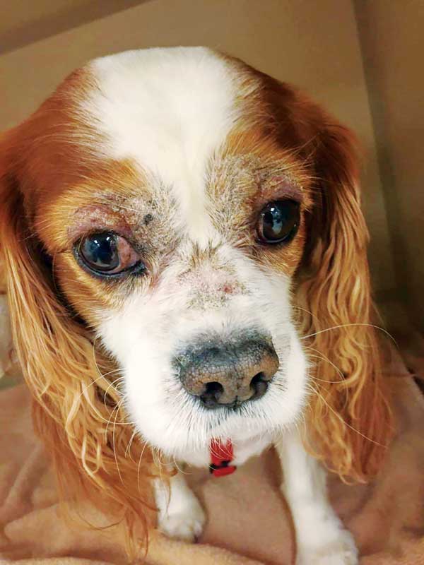 Zinc Deficiency In Dogs