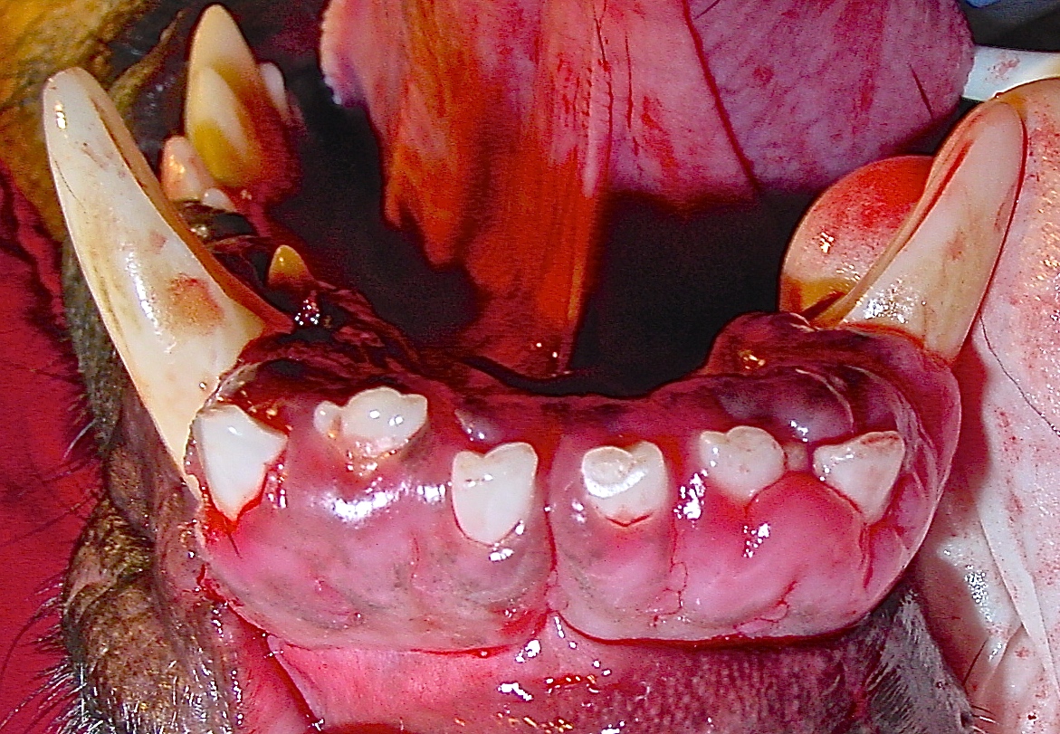 How to Treat Gingival Hyperplasia Veterinary Practice News