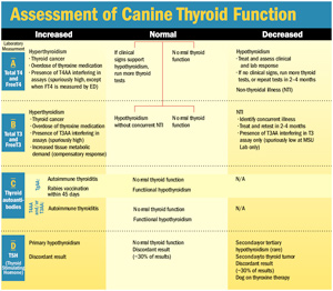 How To Test, Interpret Thyroid Function - Veterinary Practice News