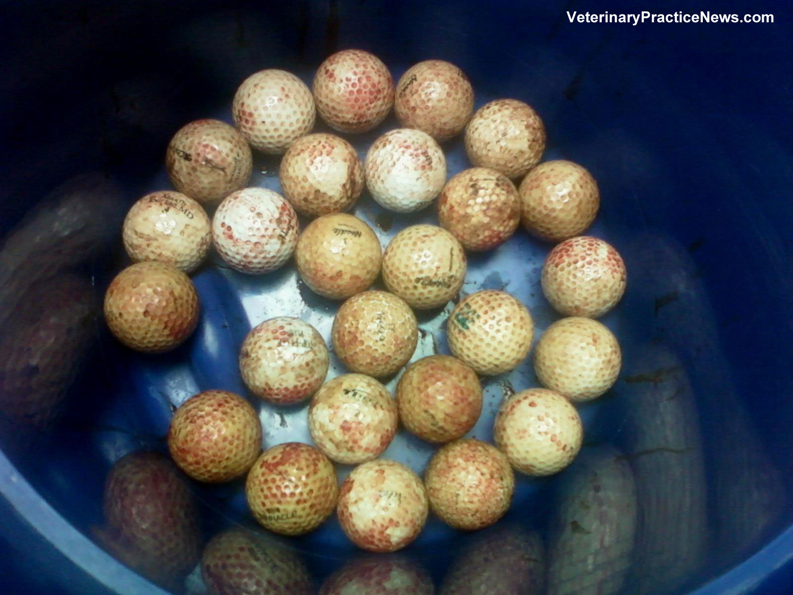 Behind the Xray One Dog, 26 Golfballs Veterinary Practice News