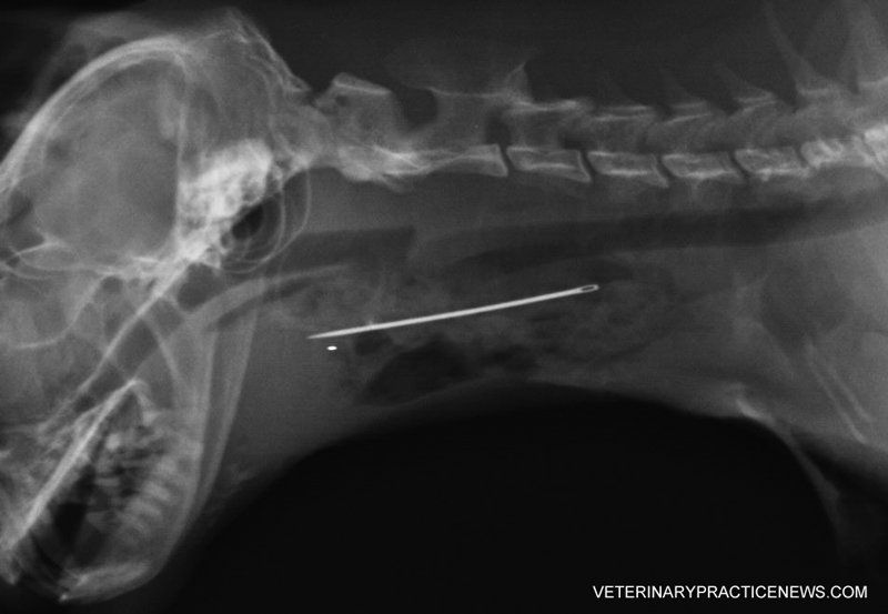 Revealed 2016 ‘They Ate What?!’ XRay winner