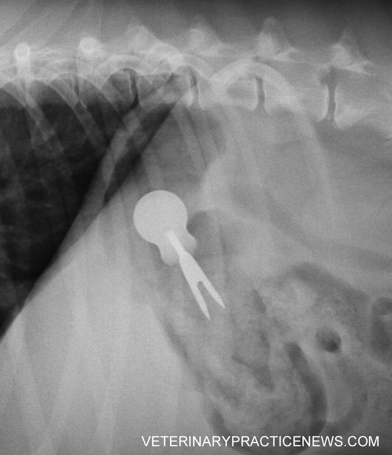 Revealed 2016 ‘They Ate What?!’ XRay winner Veterinary Practice News Canada