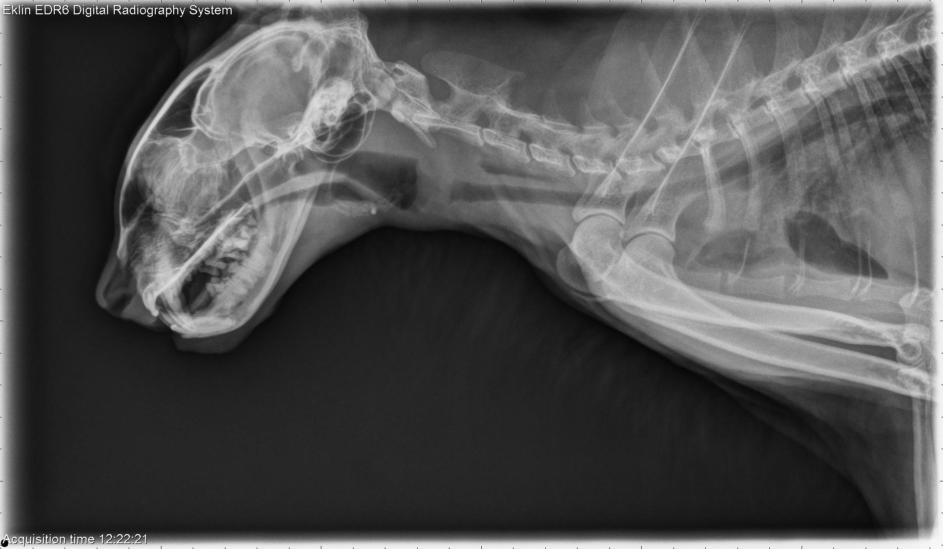 7 year old Domestic Shorthair