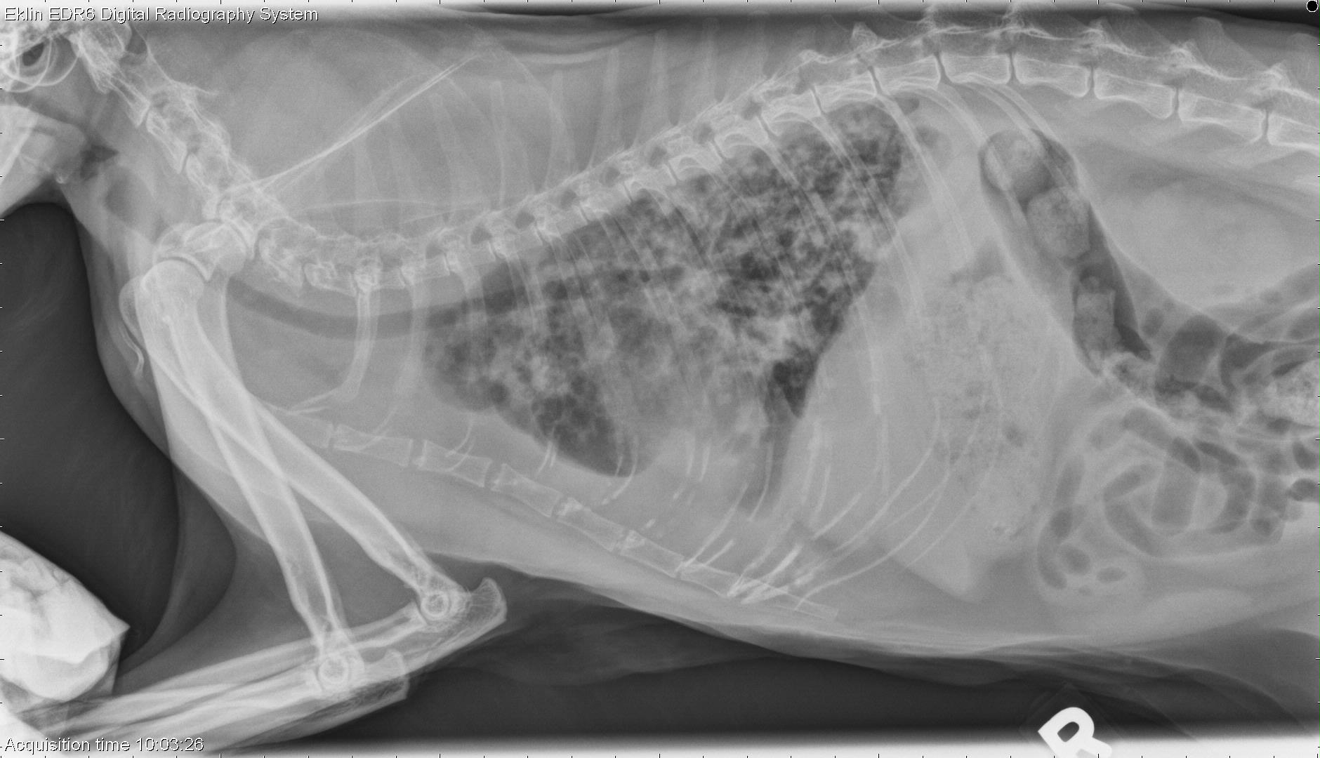 13 year old DLH cat