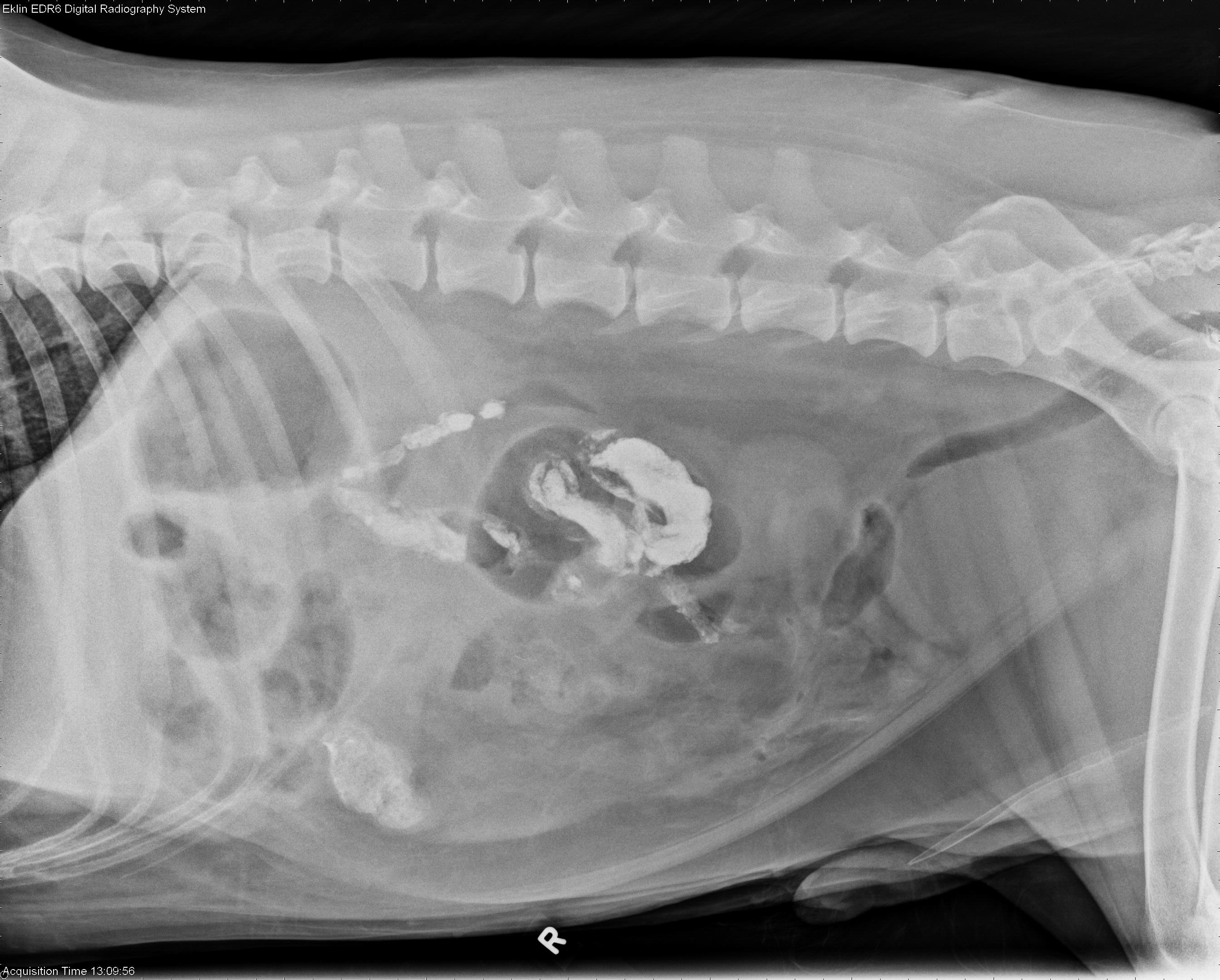 7 year old Golden Retriever