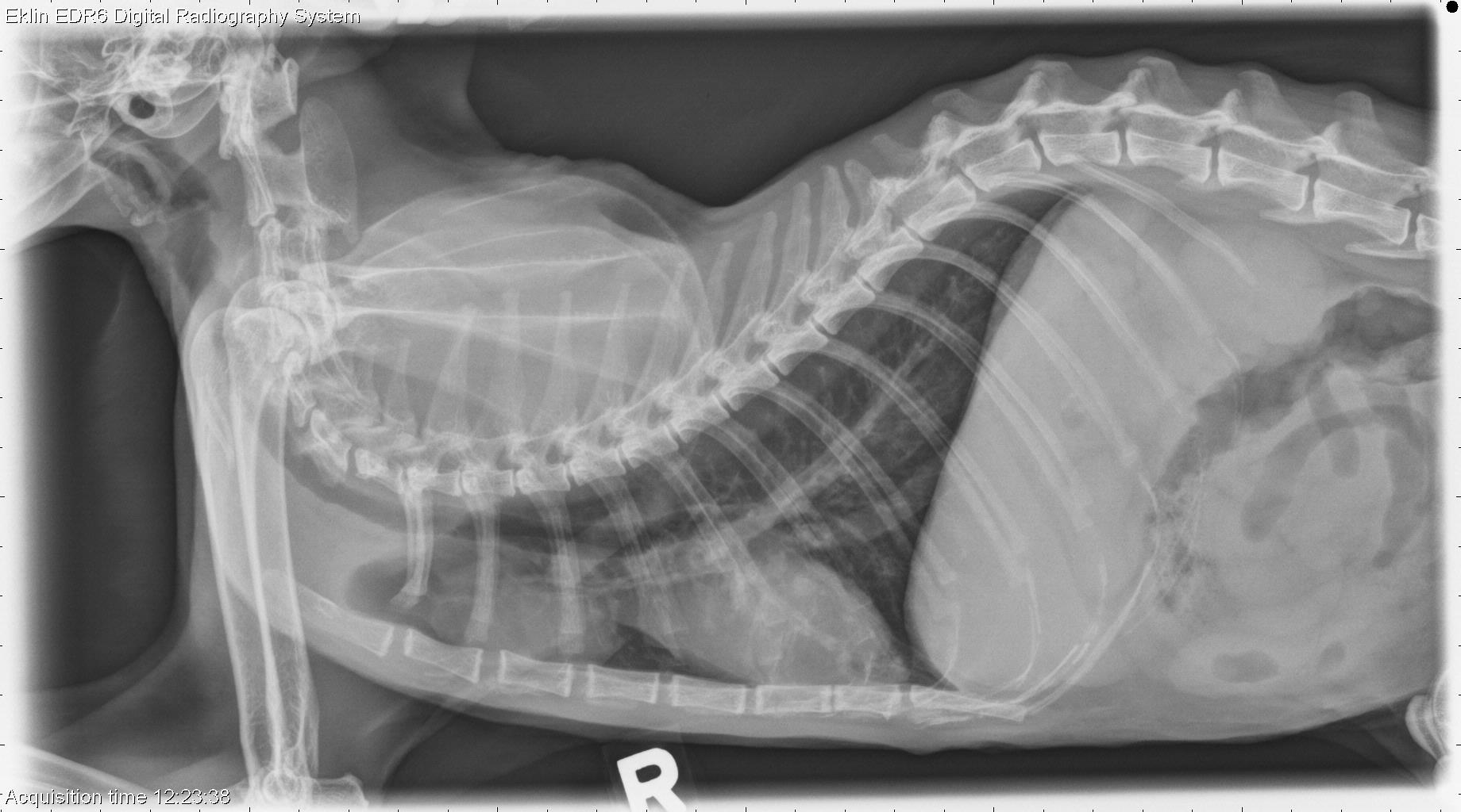 17 year old Siamese cat