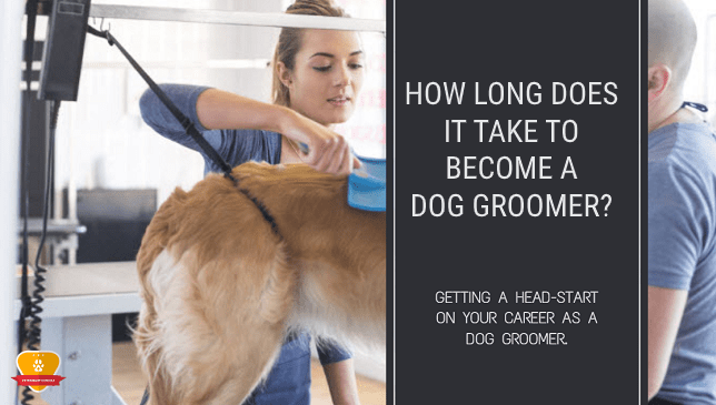 How To A Dog Groomer at Craigslist