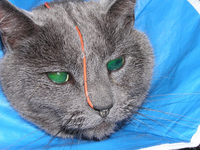 Nasoesophageal feeding tube 03 in Cats (Felis) Vetlexicon