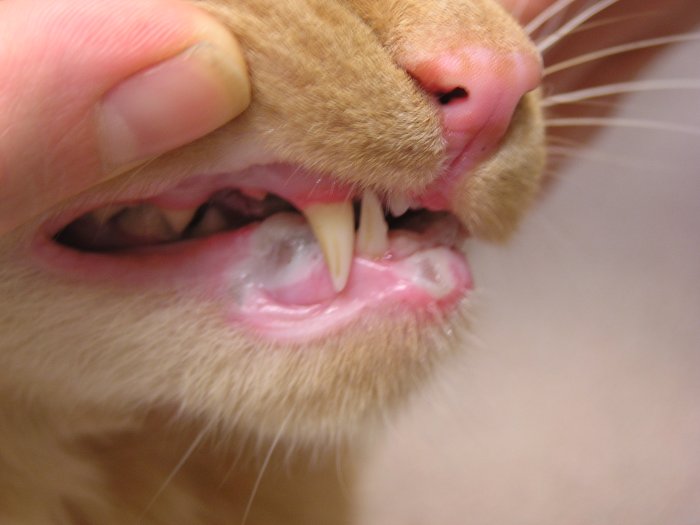 Electrocution burns to oral mucosa 01 in Cats (Felis) Vetlexicon