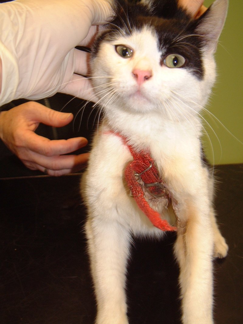 Wound axillary 01 in Cats (Felis) Vetlexicon