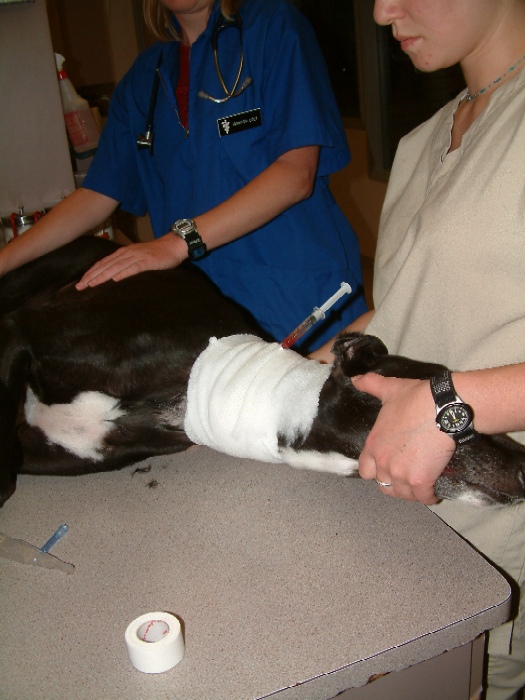 Jugular catheterization 15 in Dogs (Canis) Vetlexicon