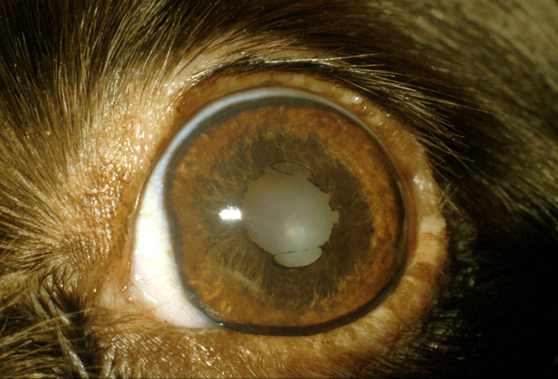Eye iris atrophy in Dogs (Canis) Vetlexicon