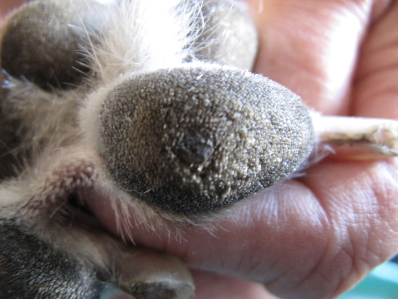 Greyhound paw pad corn 01 in Dogs (Canis) Vetlexicon