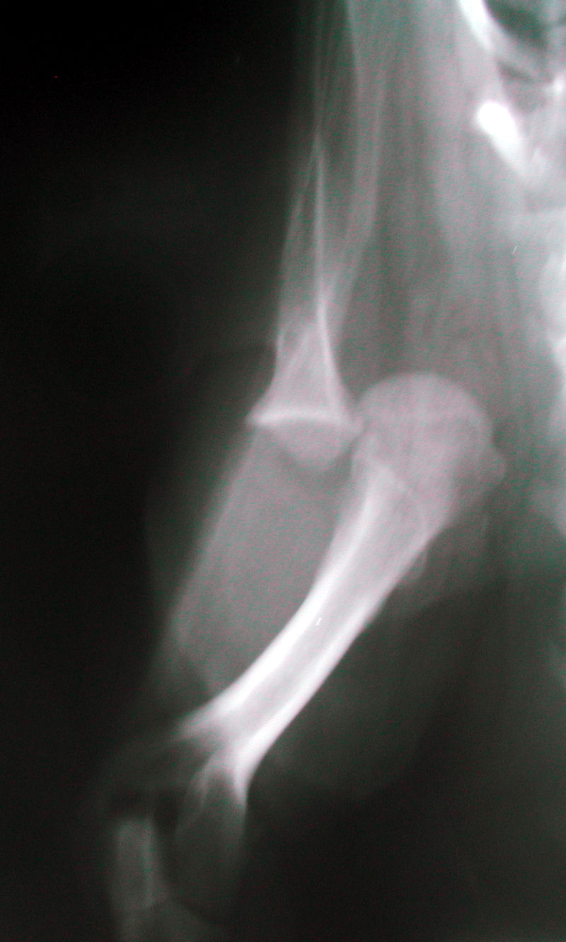 Shoulder luxation 02 radiography mediolateral in Dogs (Canis