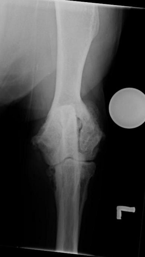 Elbow fragmented medial coronoid process 04 radiograph CrCd in Dogs