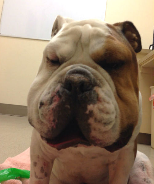 Rattlesnake bite 02 in Dogs (Canis) Vetlexicon