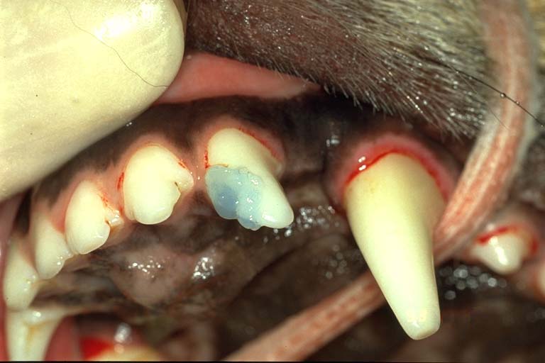 Teeth acid etch technique 05 in Dogs (Canis) Vetlexicon