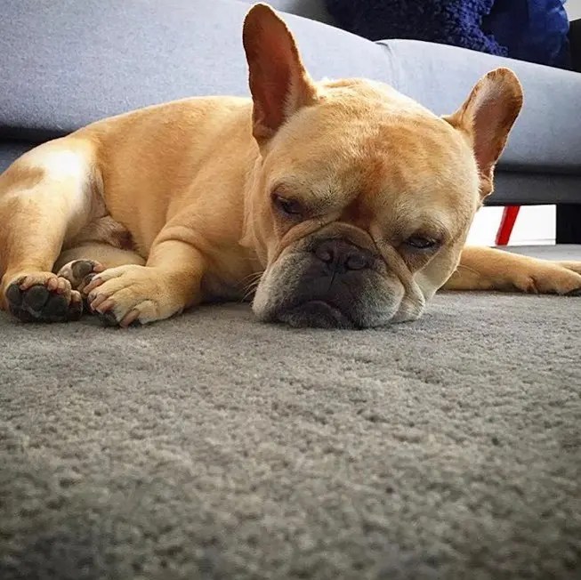 Insta Vet Queens, NY