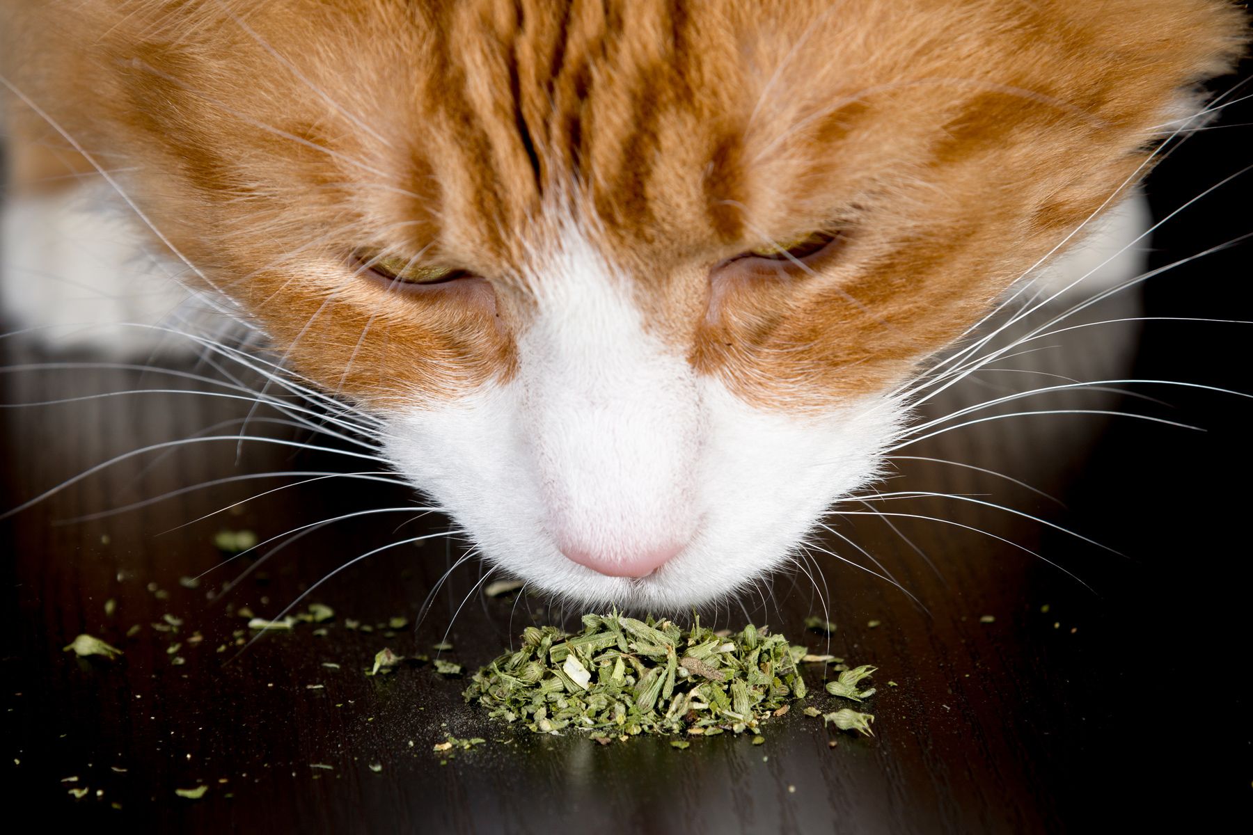 Why Do Cats Like Catnip? VetNaturally™ by Dr. G