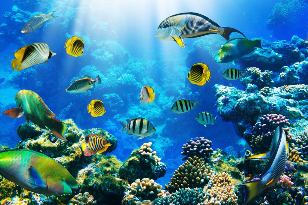 Study identifies which tropical reef fish most vulnerable to climate
