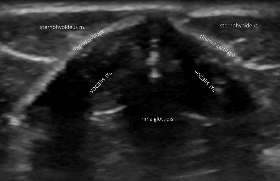 saccules Vet Practice Support