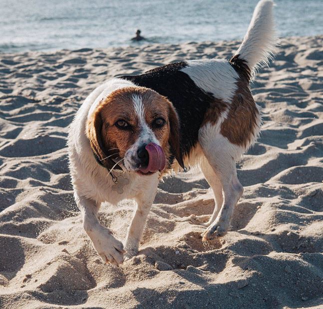 acute gastritis Vet Practice Support