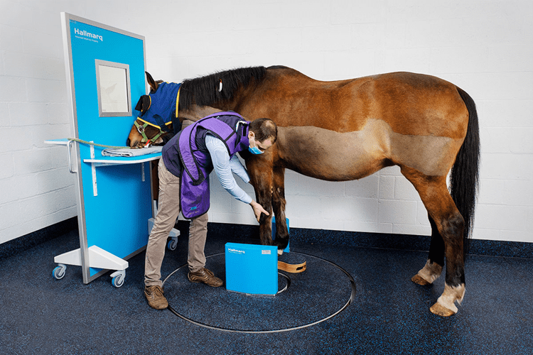 Hallmarq Veterinary Imaging adds Standing Equine Leg CT to advanced