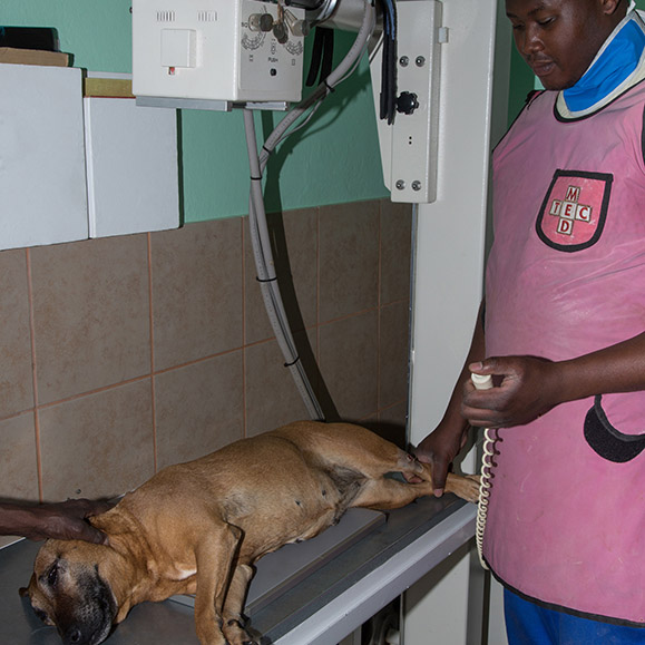 taking x ray Mayville Animal & Bird Clinic