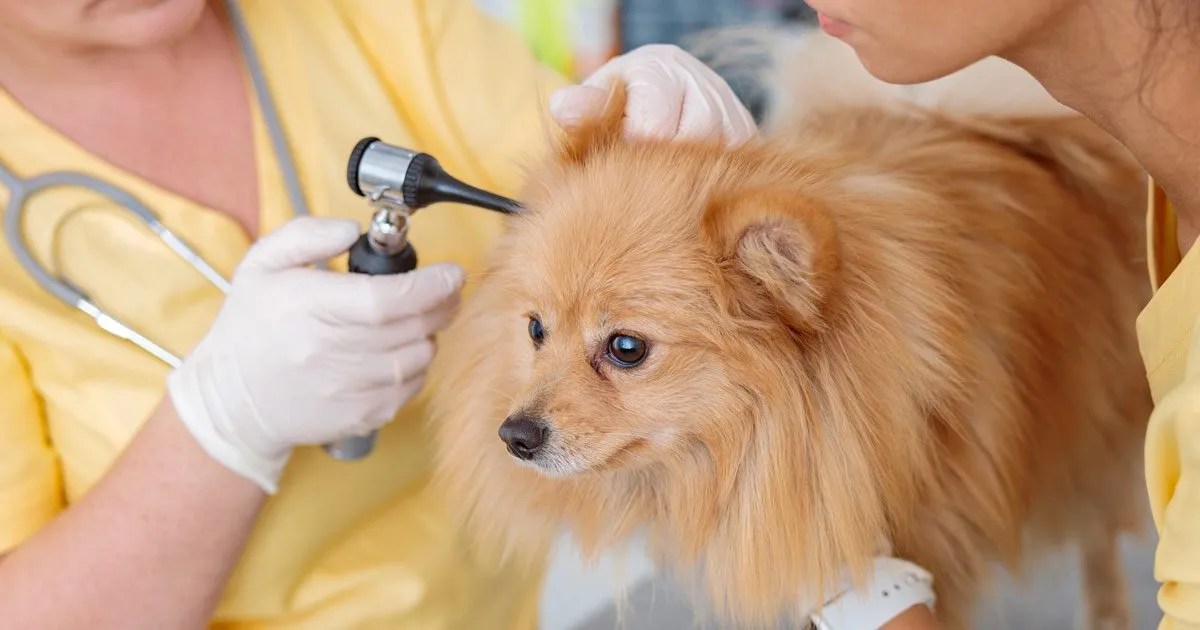 CO2 Lasers The Future of Treating Ear Tumors in Dogs and Cats