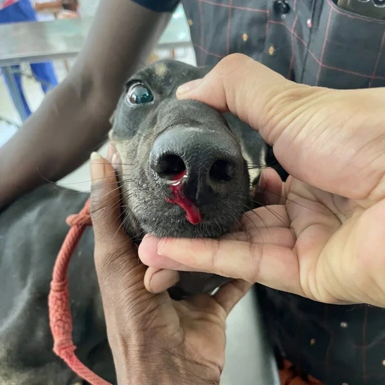 Haemorrhage and its management Veterinary General Surgery