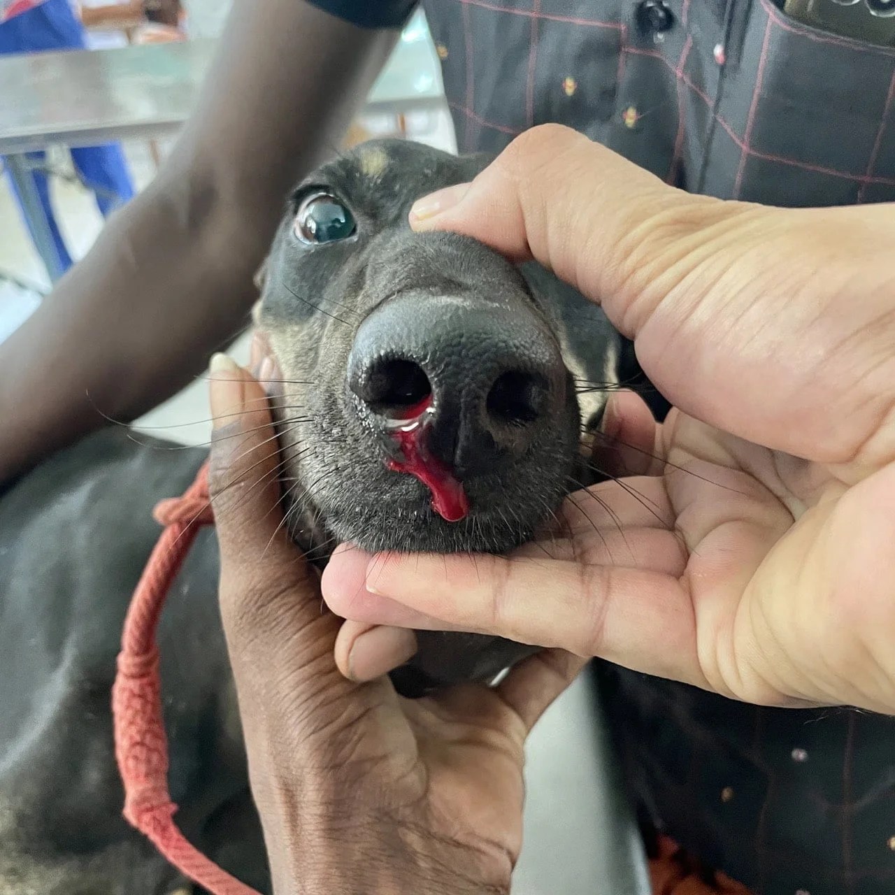 Haemorrhage and its management Veterinary General Surgery