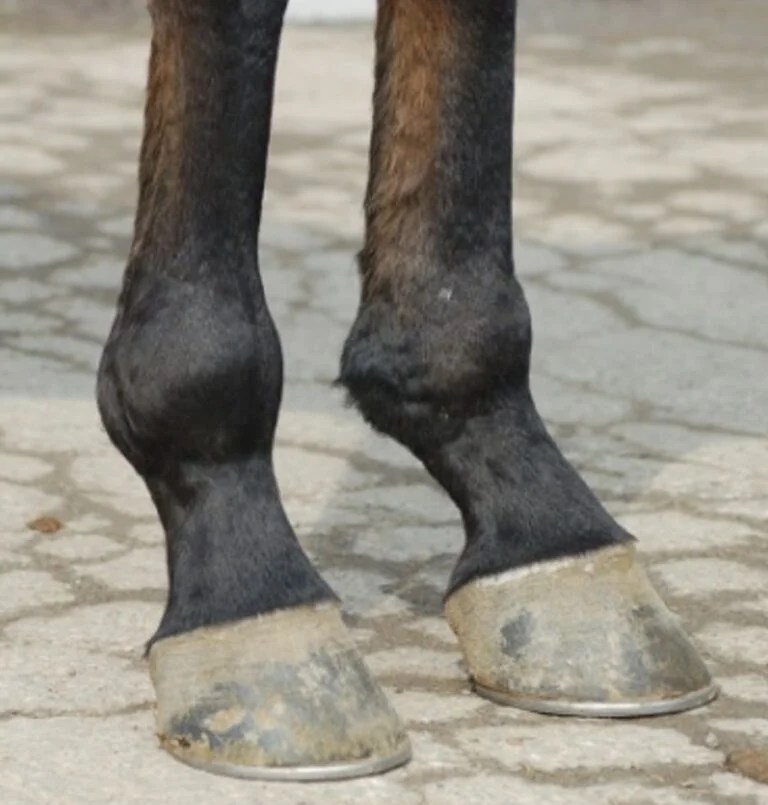 Osselets in horses Traumatic Arthritis of the Fetlock Joint