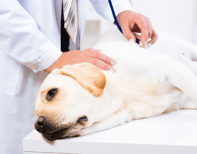 Visits, Consultations and Second Opinions Malta item keywords Malta