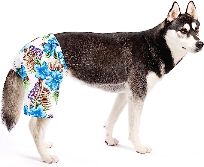 10 Stylish Dog Swimsuits and Trunks for Summer Days Vetstreet Vetstreet