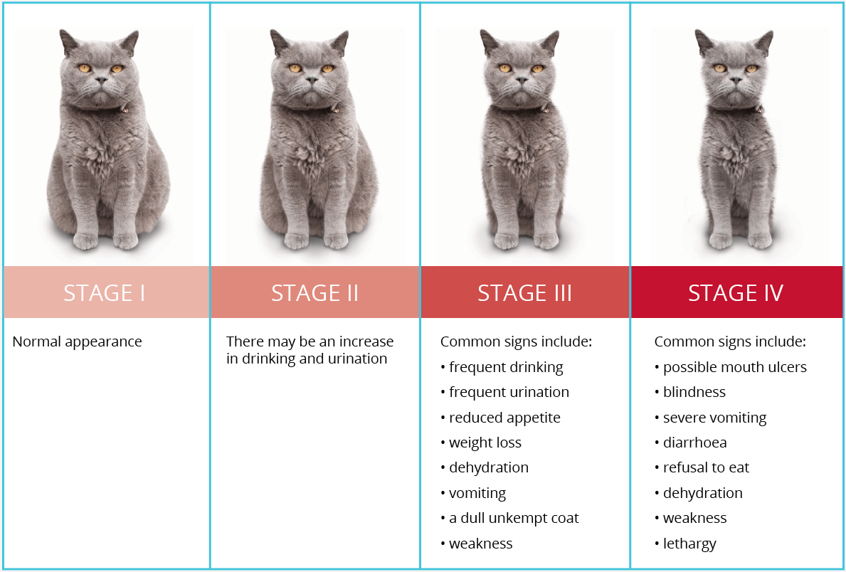 Chronic Kidney Disease (CKD) In Cats VetSupply