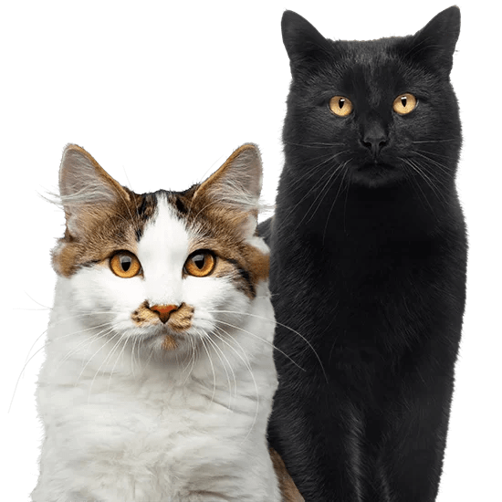 Multi Cat Pet Insurance Vetsure (UK)