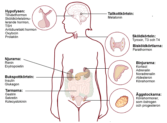 Kroppens hormoner Vett.se