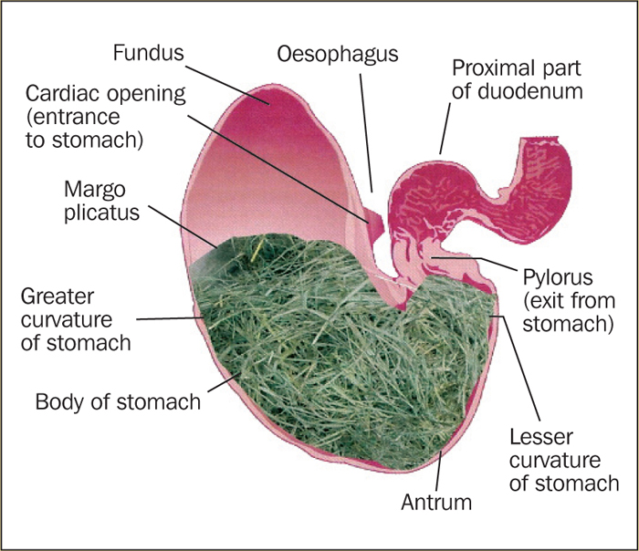 Gastric ulceration importance of management practices in equines Vet