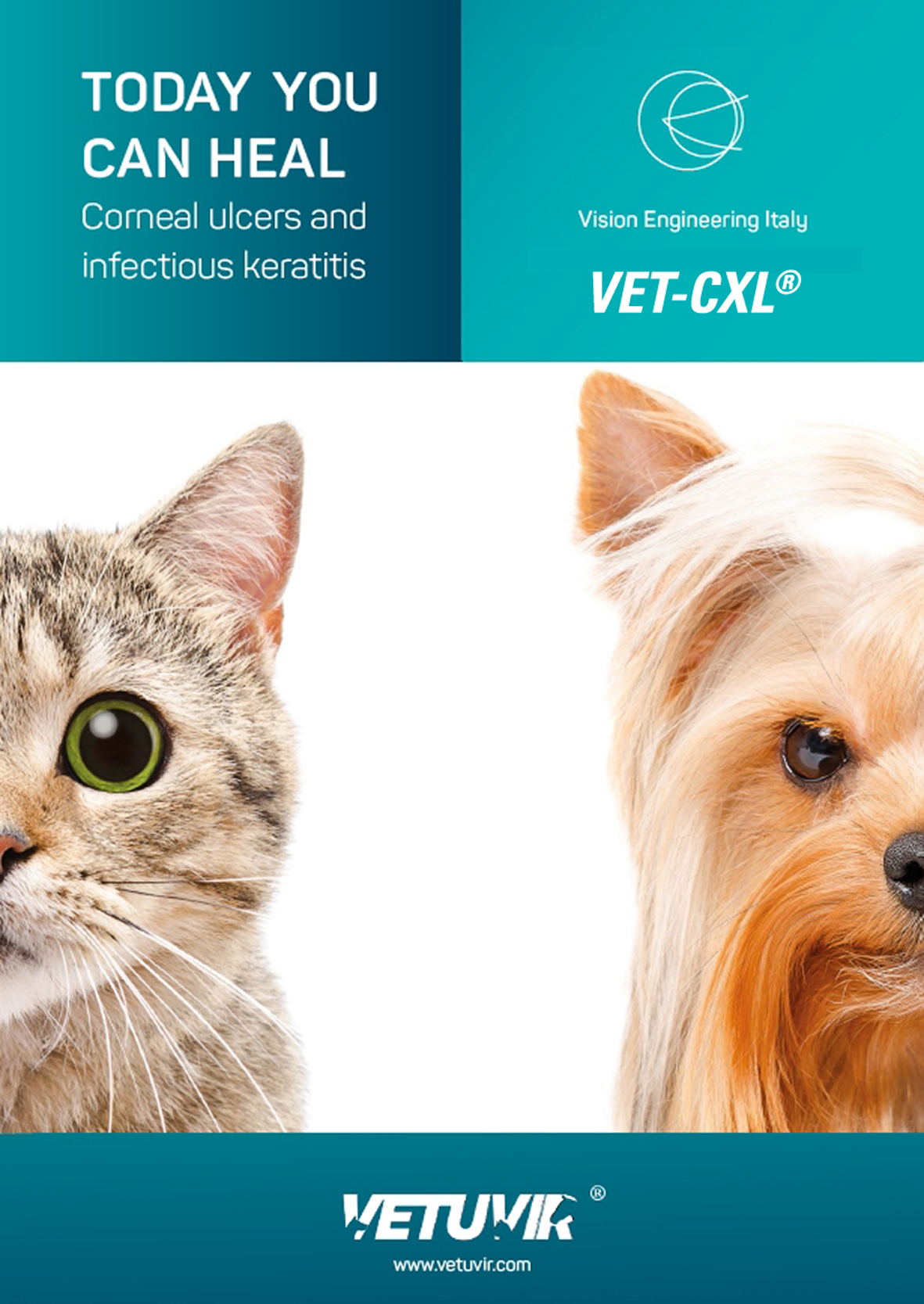 Corneal infections in veterinary medicine a serious