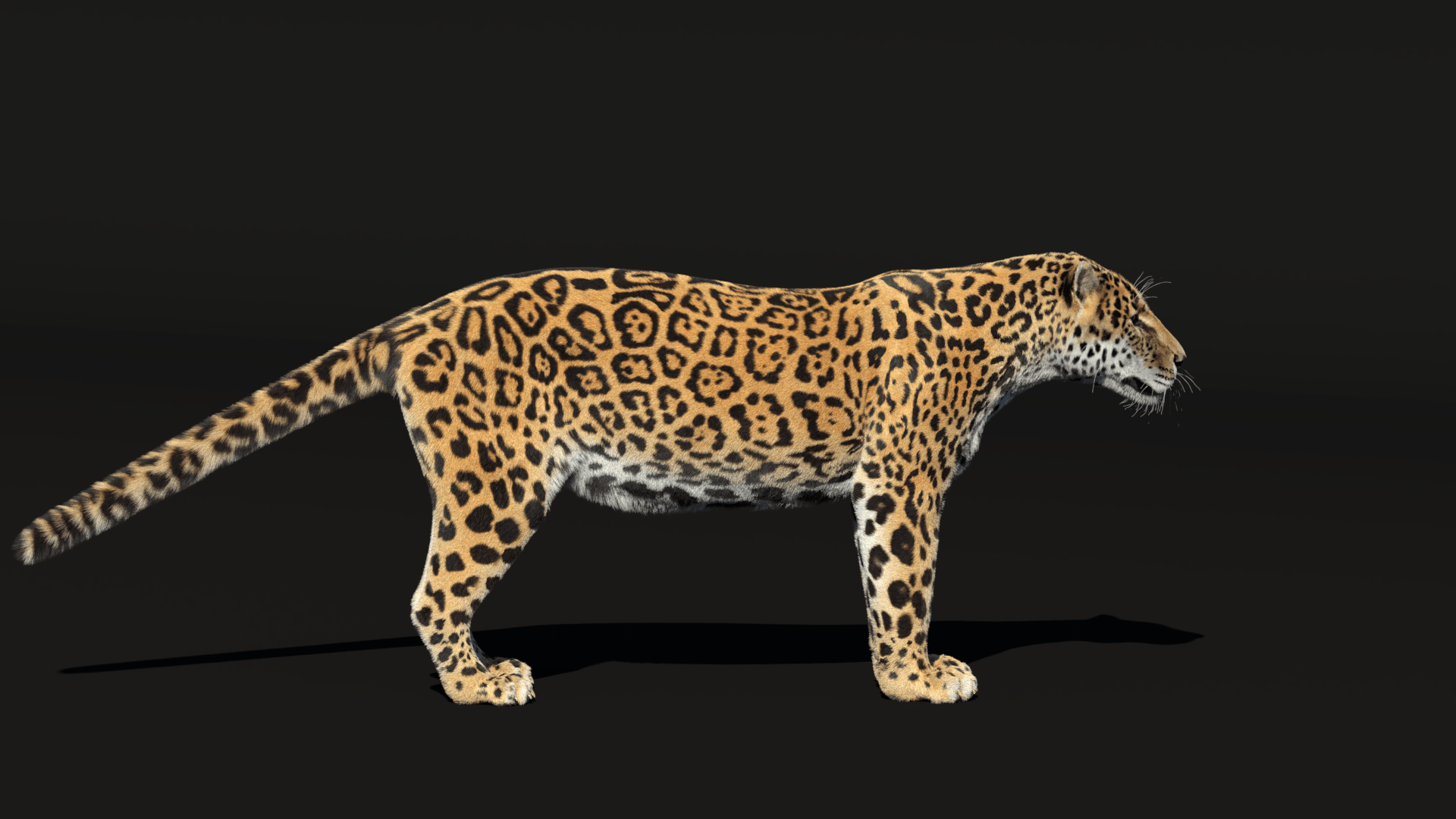 3D Animal Jaguar (Panthera Onca) Animated VFX Grace