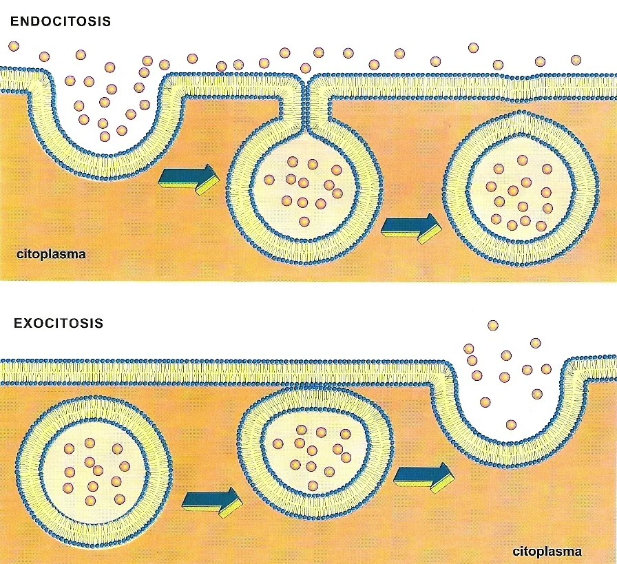 Apuntes de Biologia y Quimica Revisado y corregido Página 27