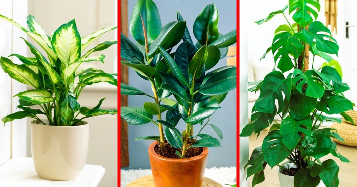 15 Plantas Que No Sabías Que Eran Tóxicas Y Probablemente