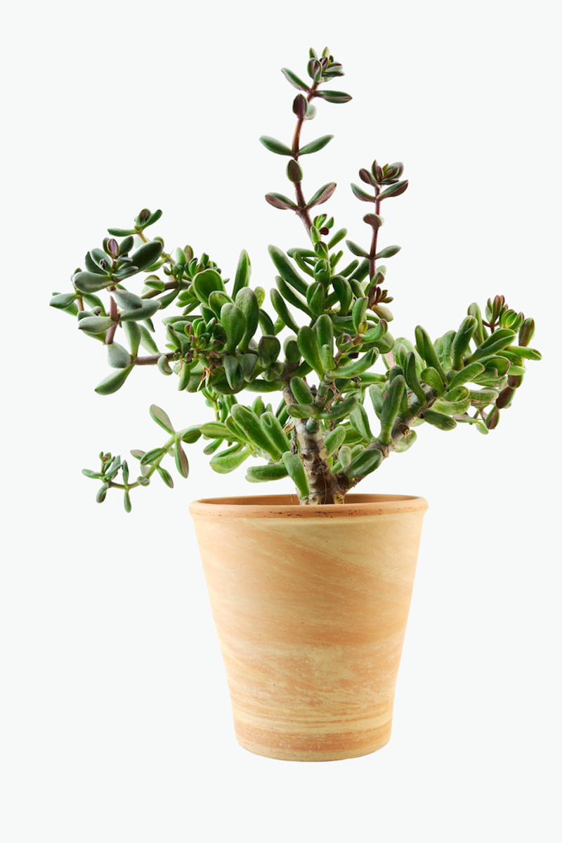 3 Plantas Que Atraen Buenas Vibraciones Y Riqueza A Tu Hogar Via Ritmo