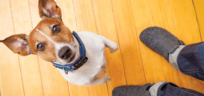 How Pets Make Us Healthier Vibrant Life
