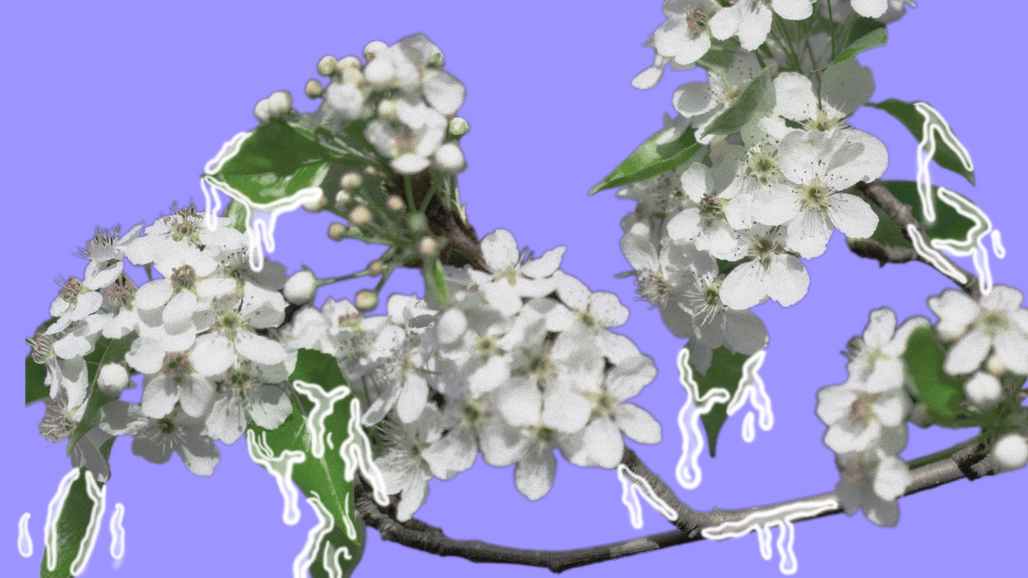 Here’s Why the Trees on Your Street Smell Like Semen