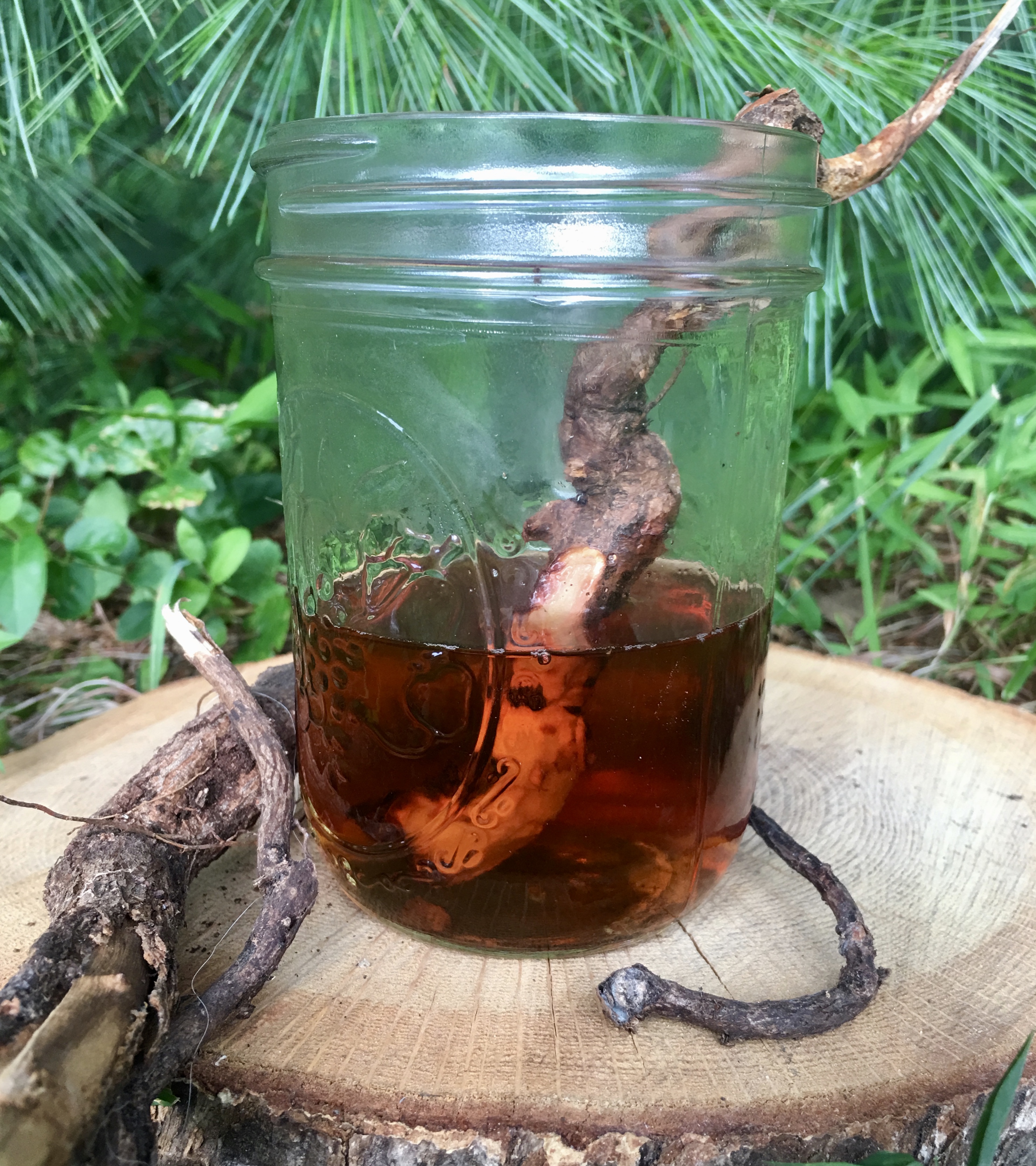 Sassafras Root Tea Drawthevirtual