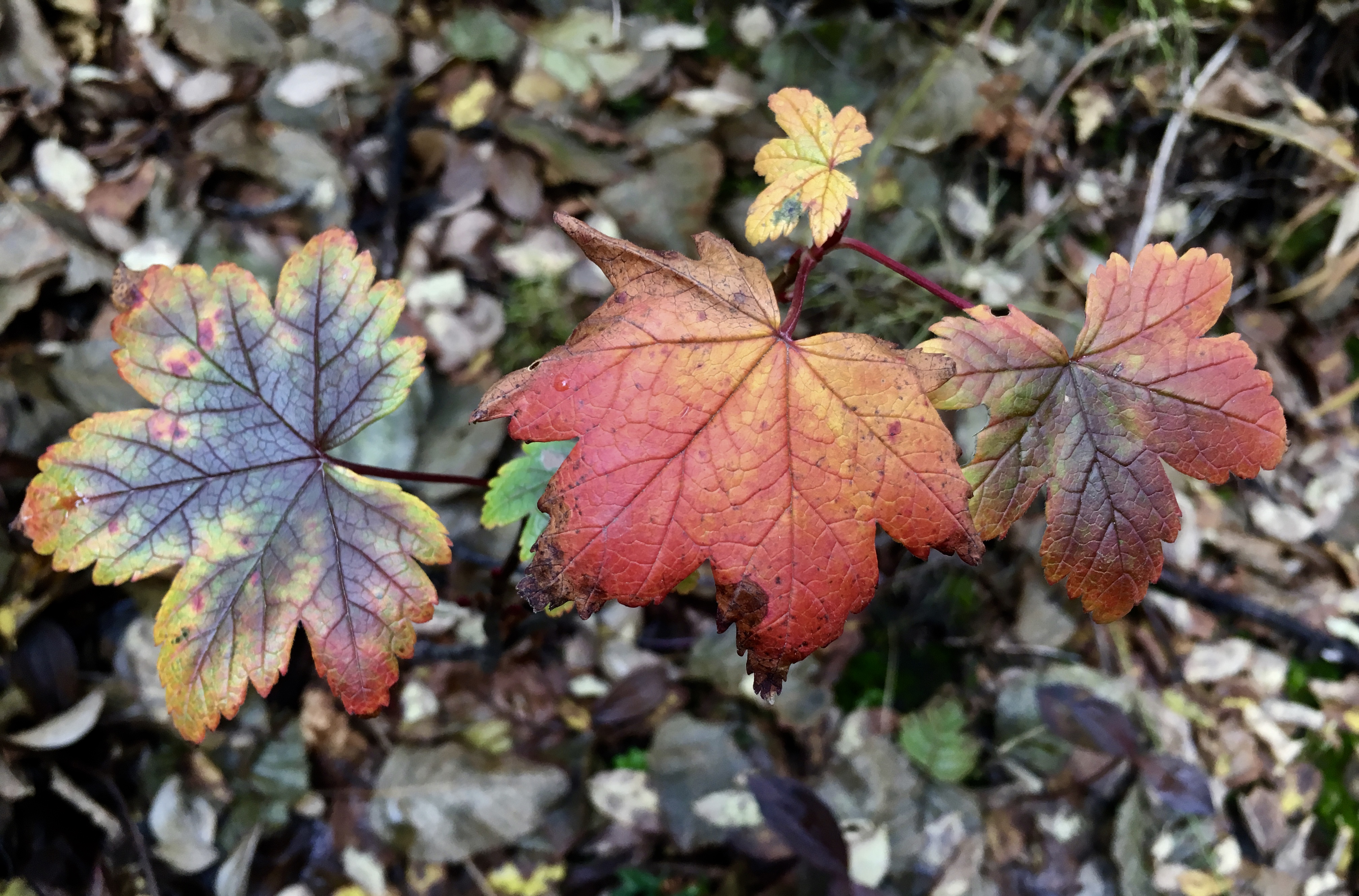 Why Do Leaves Change Colors in the Fall?
