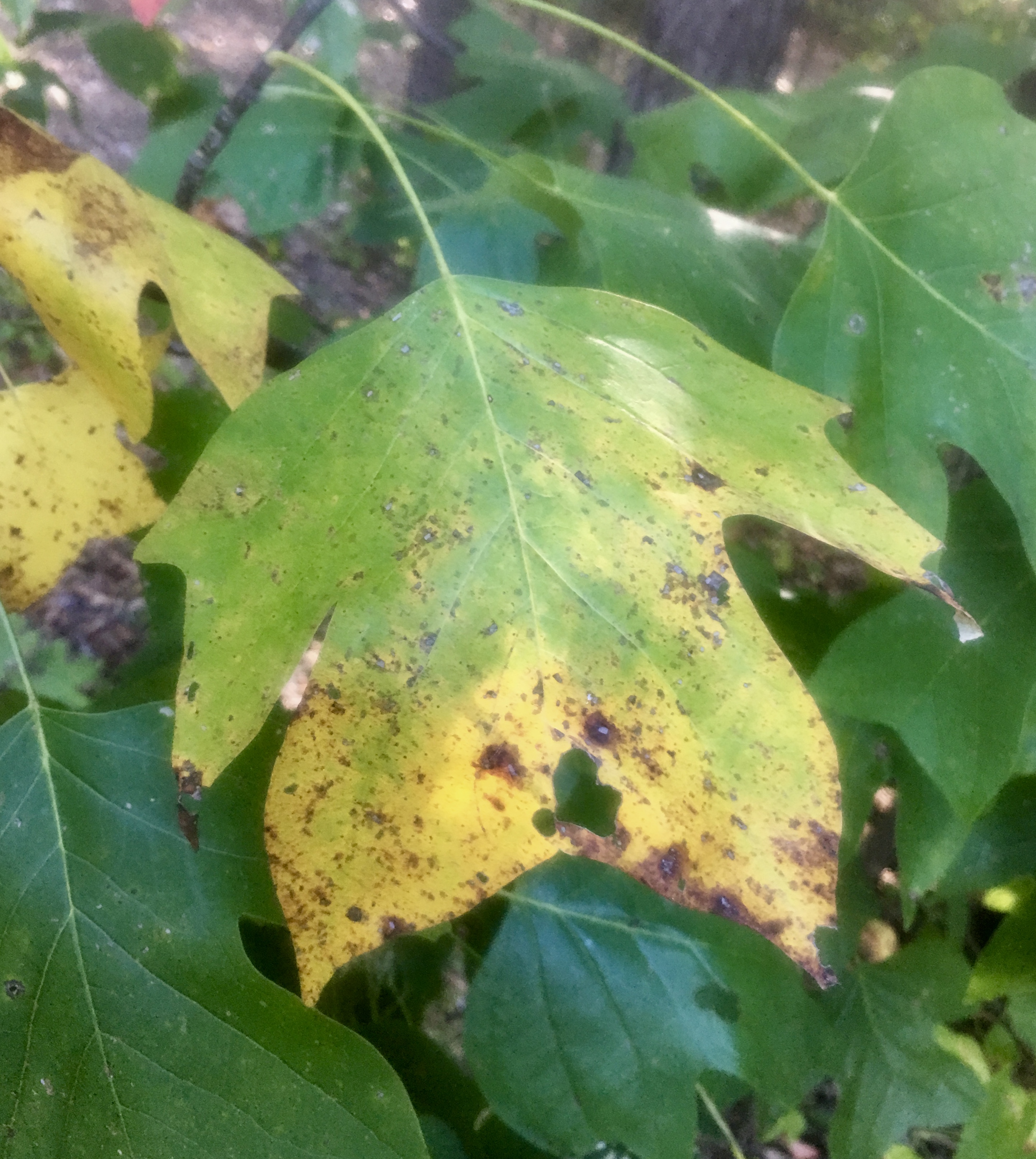 Why Do Leaves Change Colors in the Fall?