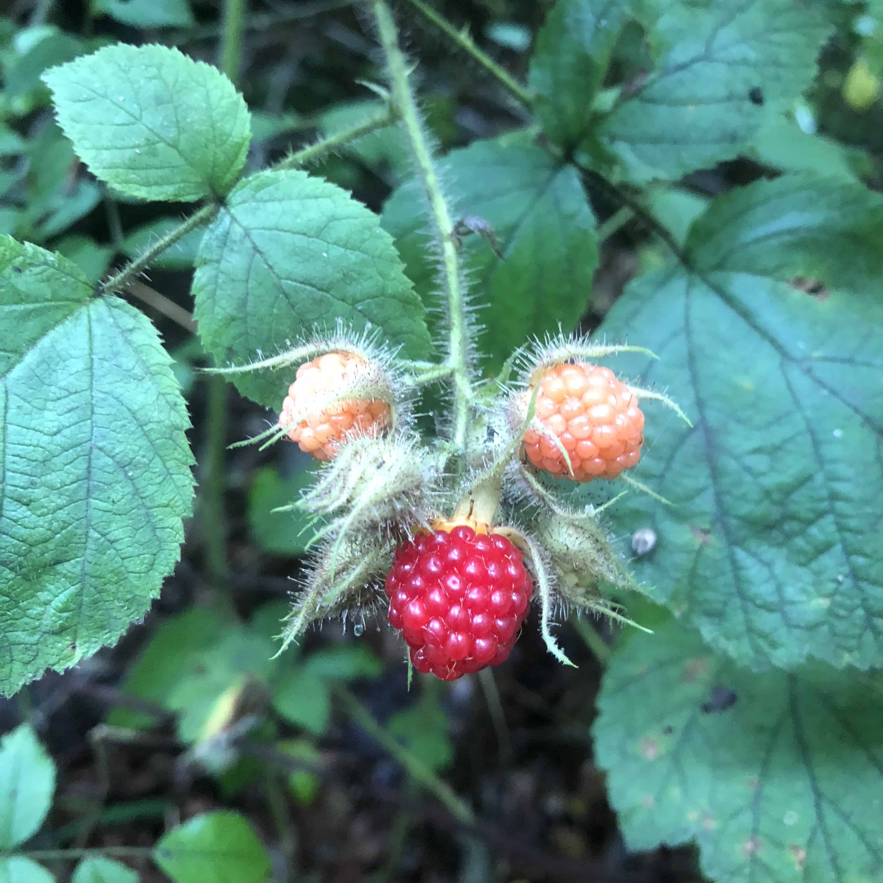 Wild Raspberries are Back!