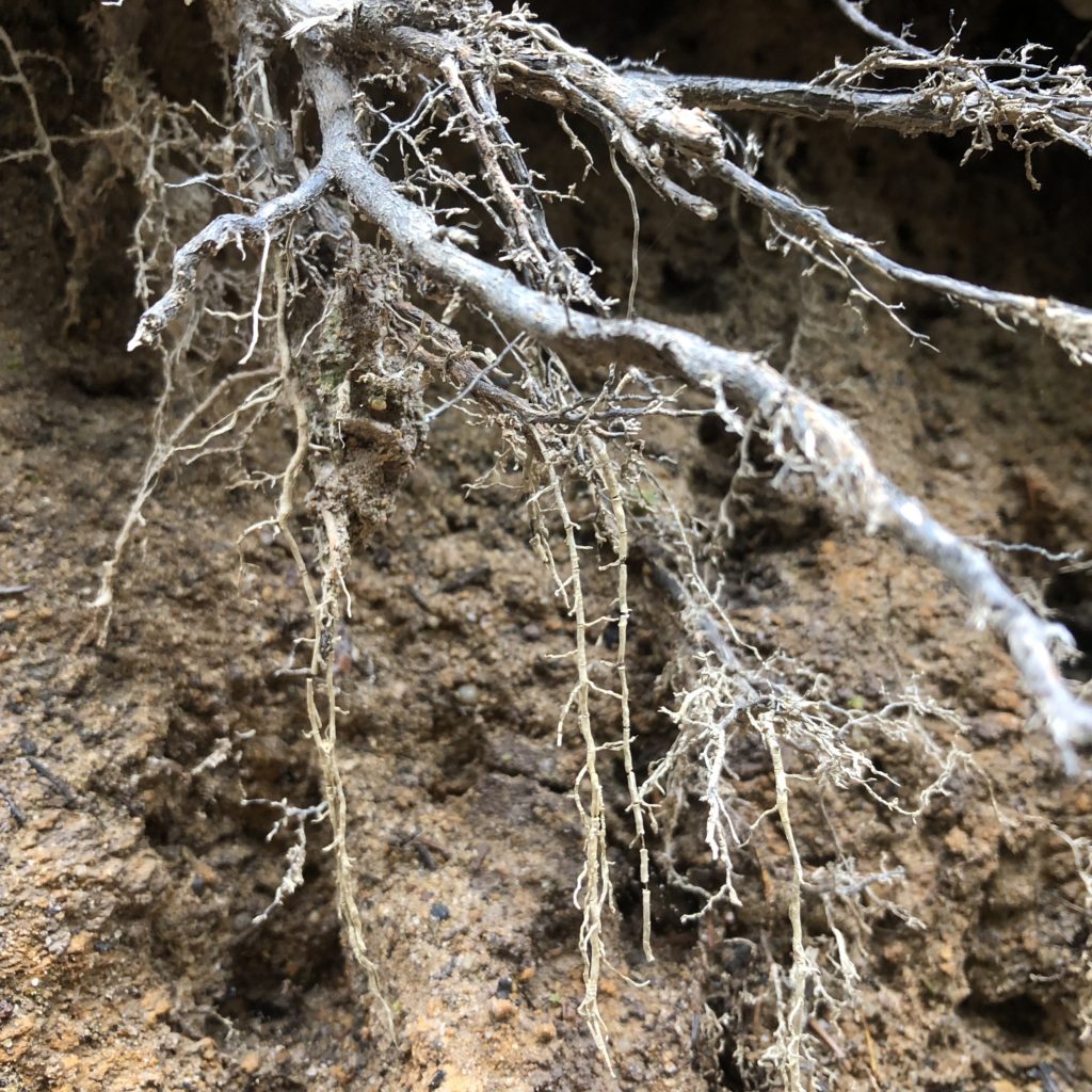 Functions & Types of Roots VIc's Tree Service Roots 101